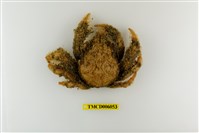 藏品(扁足蜘蛛蟹)的圖片